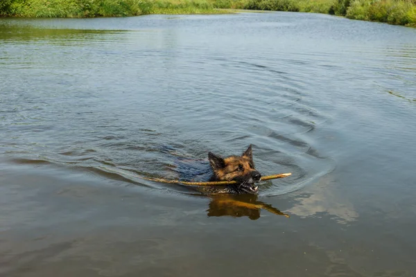 Alman çoban köpeği, dişlerinde tahta bir sopayla nehirde yüzer..