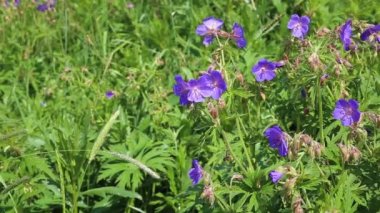 Sardunya pratezi ya da çayırlık sardunya. Yeşil çimlerin ortasındaki bir çayırda mavi bir çiçek yetişir..