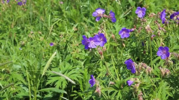 Geranium Pratense Atau Meadow Geranium Sebuah Bunga Biru Tumbuh Padang — Stok Video