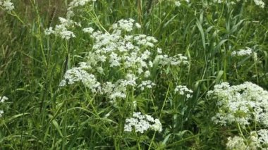 Achillea millefolium ya da sıradan bir kiriş. Çayırdaki yabani çiçekler.
