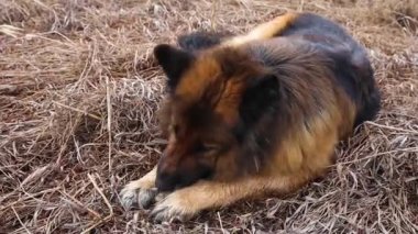 Alman çoban köpeği çimlerde bir sopa kemiriyor..