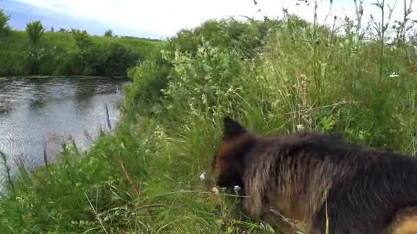 Duitse Herdershond Liggend Het Gras Knagend Aan Een Stok Hond — Stockvideo