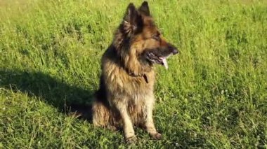 Çayırdaki yeşil çimlerde oturan Alman çoban köpeği..