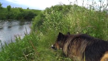 Alman çoban köpeği nehir kıyısında yatıyor ve bir sopa kemiriyor..