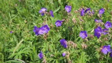 Sardunya pratezi ya da çayırlık sardunya. Bir çayırda mavi bir çiçek yetişir. Rüzgarda sallanan çiçekler.