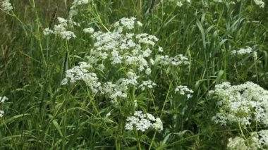 Achillea millefolium ya da sıradan bir kiriş. Çayırdaki yabani çiçekler. Rüzgarda sallanan çiçekler.