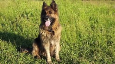 Alman çoban köpeği yeşil çimlerde oturuyor..