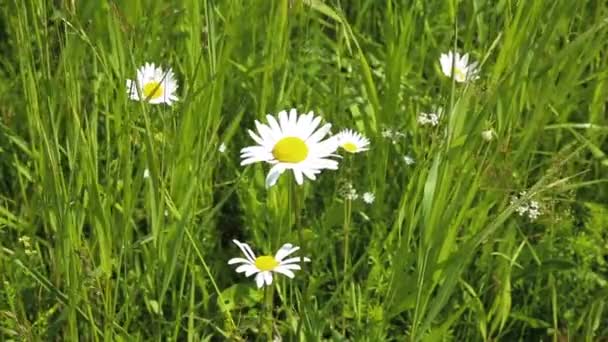 牧草地のカモミール 草原の草やカモミールの花が風に揺れる — ストック動画