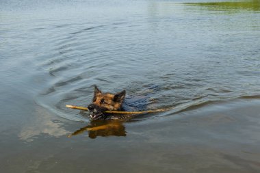 Alman çoban köpeği ağzında tahta bir sopayla nehir boyunca yüzer..