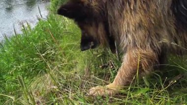 Alman çoban köpeği nehir kıyısında bir sopa kemiriyor..