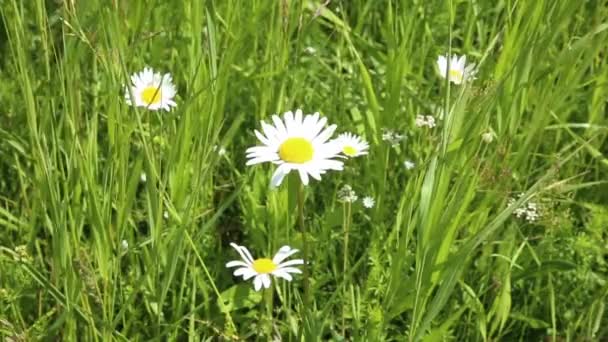 Chamomile in the meadow — Stock Video