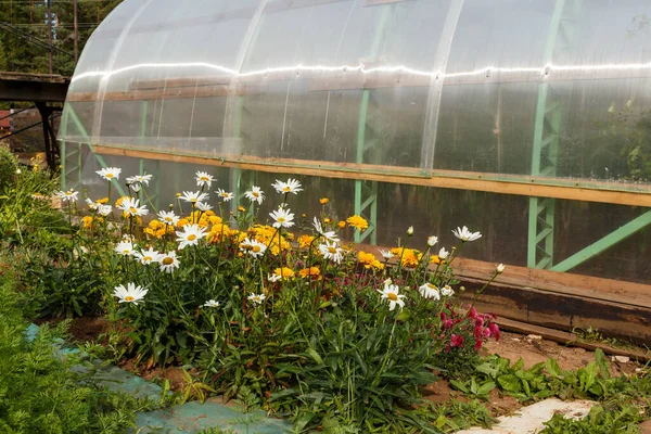 Un macizo de flores junto a un invernadero — Foto de Stock