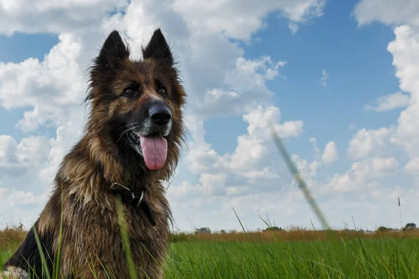Duitse Herdershond Hond Zit Groen Gras Tegen Een Blauwe Lucht — Stockfoto