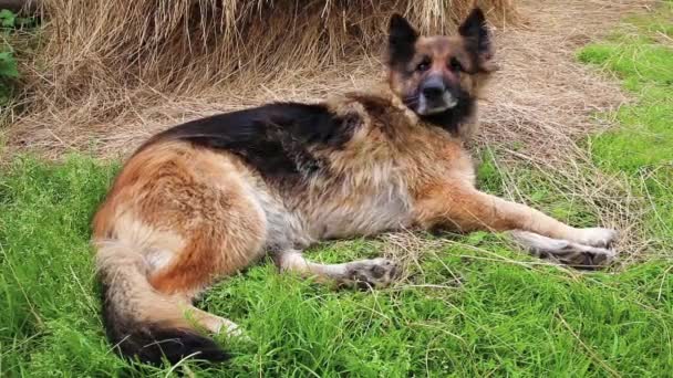 Alman Çoban Köpeği Yeşil Çimlerin Üzerinde Uzanıyor Köpek Başını Kaldırır — Stok video
