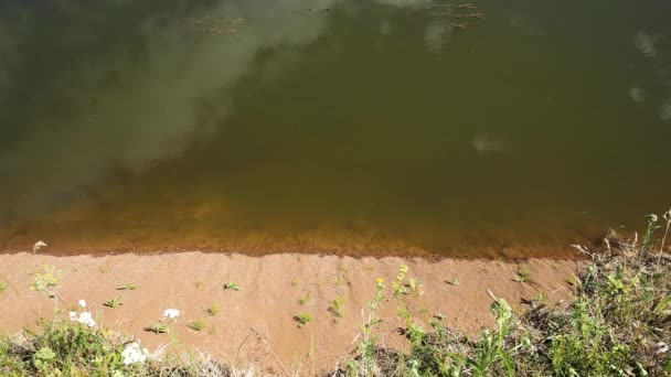 Una Bandada Golondrinas Sobrevolando Río Las Golondrinas Vuelan Sus Nidos — Vídeos de Stock