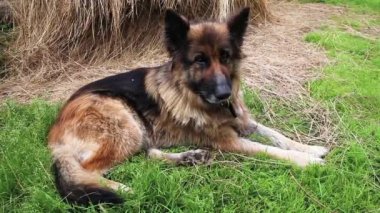 Alman çoban köpeği yeşil çimlerin üzerinde uzanıyor. Yorgun köpek yalan söylüyor ve kulaklarını oynatıyor..