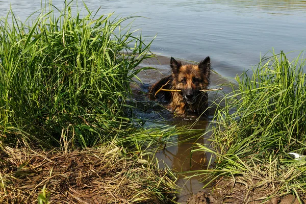 german shepherd dog swimming in the river. dog stands in the water with a stick in his teeth.