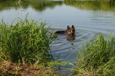 Nehirde yüzen Alman çoban köpeği. Köpek sıcak bir yaz gününde suyun içinde duruyor..