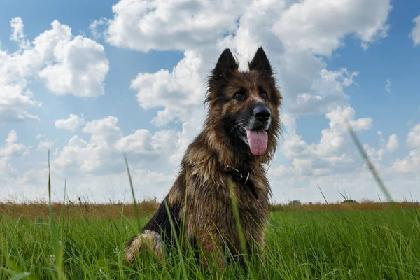 Duitse Herdershond Prachtige Hond Zittend Groen Gras Tegen Een Blauwe — Stockfoto