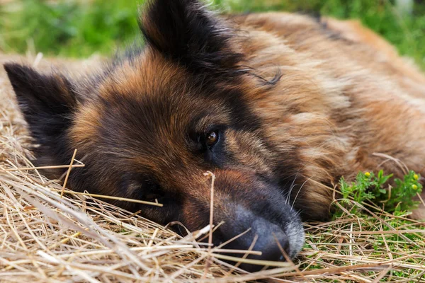 German shepherd dog. A sad sick dog lies in the hay and looks at the camera. Close-up of a dog\'s head.