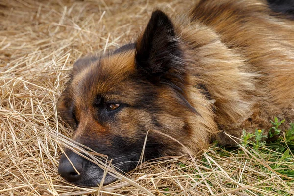German shepherd dog. A sad sick dog lies in the hay.