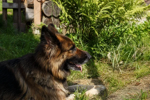 Perro Pastor Alemán Perro Yace Hierba Sombra Cerca Casa Perfil —  Fotos de Stock