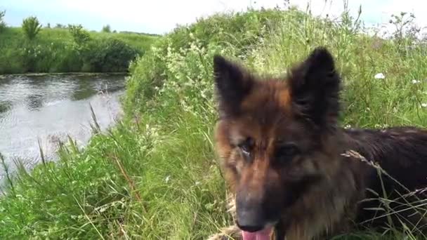 Німецький Собака Пастух Лежить Березі Річки Зеленій Траві Язик Собаки — стокове відео