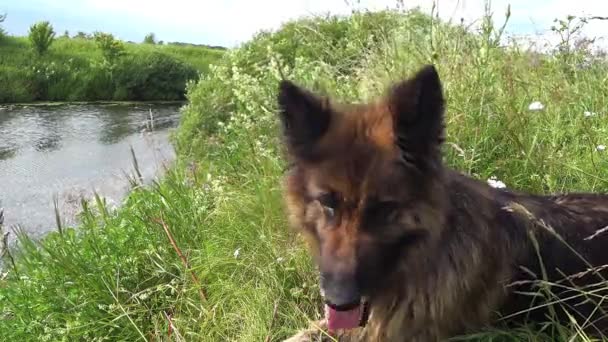 Schäferhund Liegt Mit Ausgestreckter Zunge Ufer Und Blickt Die Kamera — Stockvideo