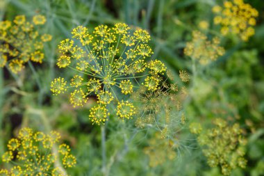 Sebze yatağında taze dereotu yetişiyor. Anethum mezarlıkları.