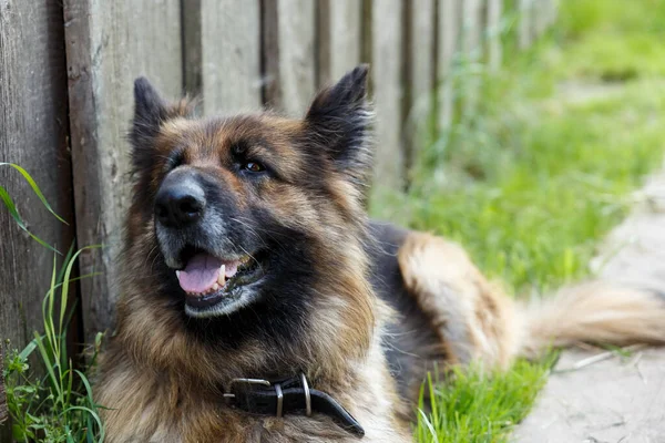 Tysk Herdehund Ligger Nära Väggen Och Tittar Kameran Hunden Visar — Stockfoto