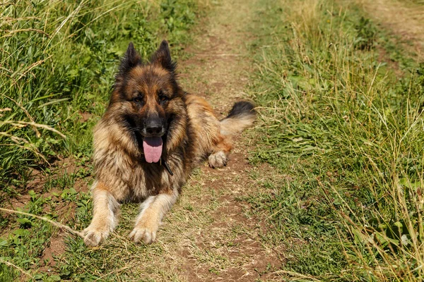 Duitse herder hond ligt in het gras. — Stockfoto