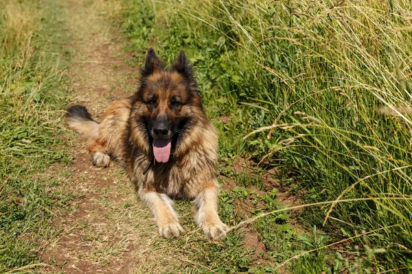 Duitse herder hond ligt in het gras. — Stockfoto