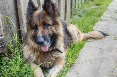 Alman çoban köpeği.