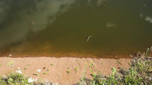 Golondrinas vuelan sobre el río — Vídeos de Stock