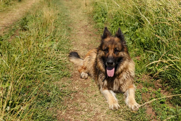 Duitse herder hond ligt in het gras. — Stockfoto