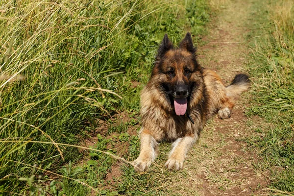 Tyska Herde Hund Ligger Ett Fält Vägen Grönt Gräs Hunden — Stockfoto