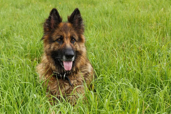 Cão Pastor Alemão Sentado Grama Verde Cão Estendeu Língua — Fotografia de Stock