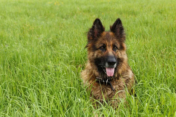 Duitse Herdershond Hond Zit Het Groene Gras Hond Stak Zijn — Stockfoto
