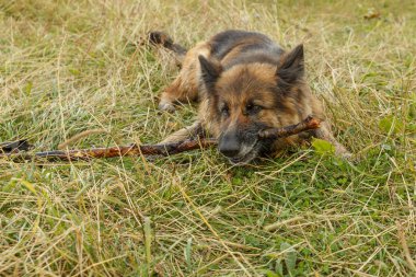 Alman çoban köpeği. Köpek çimenlere uzanıyor ve bir sopa kemiriyor. Köpeğin dişlerine yapış..