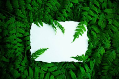 Yeşil polypody fern. Yaz ortası günü arka plan boş alan ile