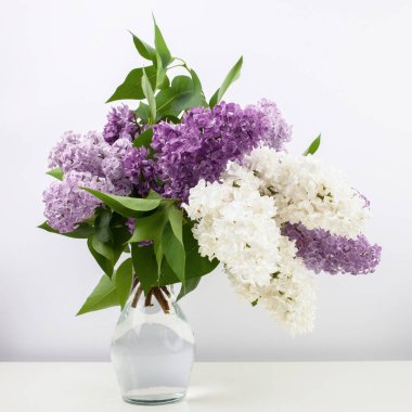 Eflatun çiçekler vazoda beyaz arka plan