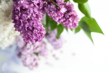 Beyaz arka plan üzerinde izole bir leylak dalı