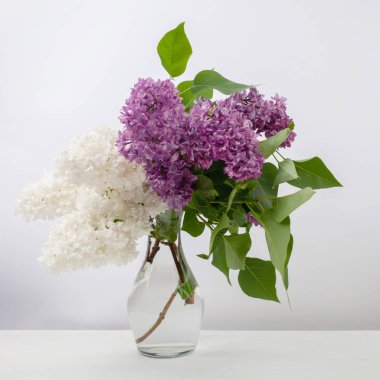 Eflatun çiçekler vazoda beyaz arka plan