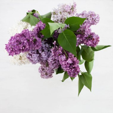 Parlak ahşap arka plan üzerinde güzel leylak