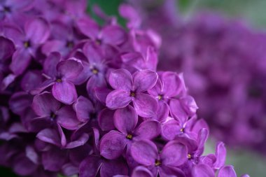 Bahar Eflatun çiçekler, yumuşak çiçek arka plan görüntüsünü makro