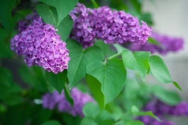 Bahar leylağı, mor çiçekler, soyut yumuşak çiçek arkaplanı.