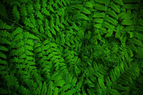 Beautyful ferns yeşil yeşillik doğal arka plan bırakır. Yaz ortası arka plan — Stok fotoğraf