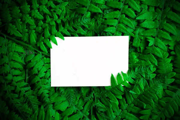 Zelený polypody fern. Den letního slunovratu pozadí s volného místa — Stock fotografie