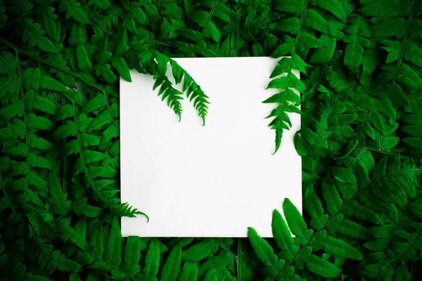 Green polypody fern. Midsummer day background with free space