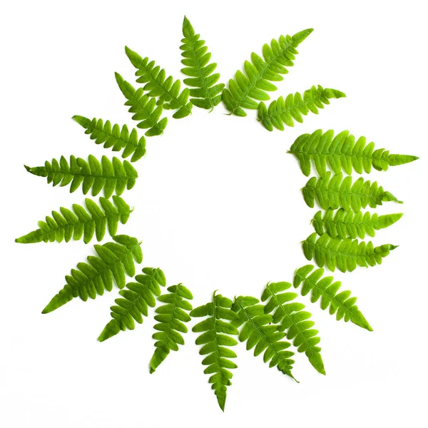 Fern frond frame circle. Polypodiophyta plant leaves decoration on white background. Midsummer background — Stock Photo, Image